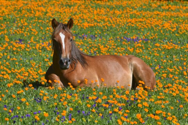 Луг с лошадьми