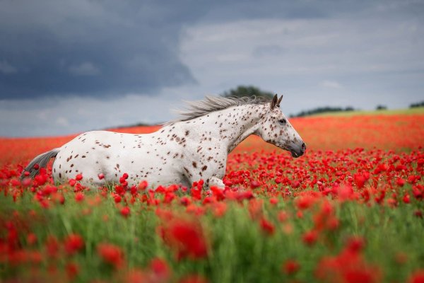 Лошадь в цветах