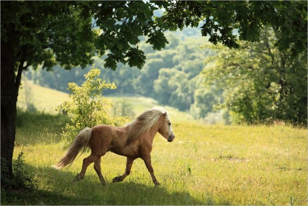 Лошади на фоне природы