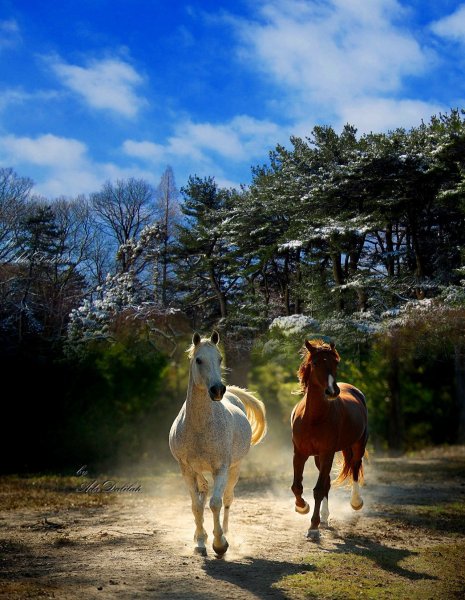 Кони на лугу