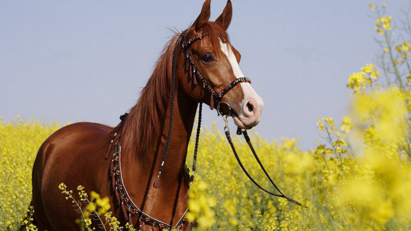 Лошадь на цветущем лугу