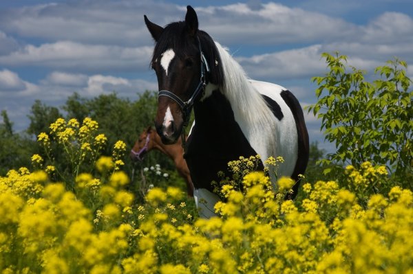 Лошади на природе