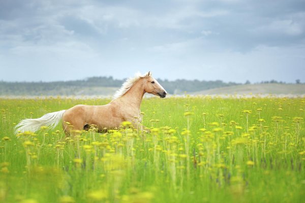 Лошадь в цветах
