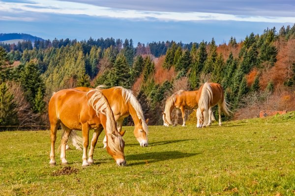 Красивые пейзажи с лошадьми