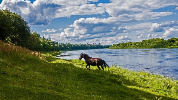 Лошади пасутся в поле
