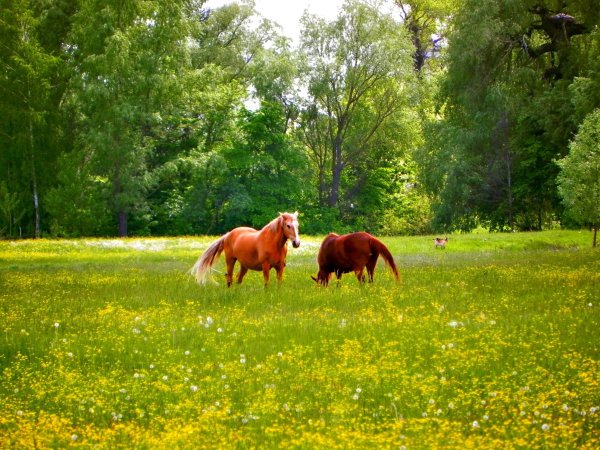 Конь в поле