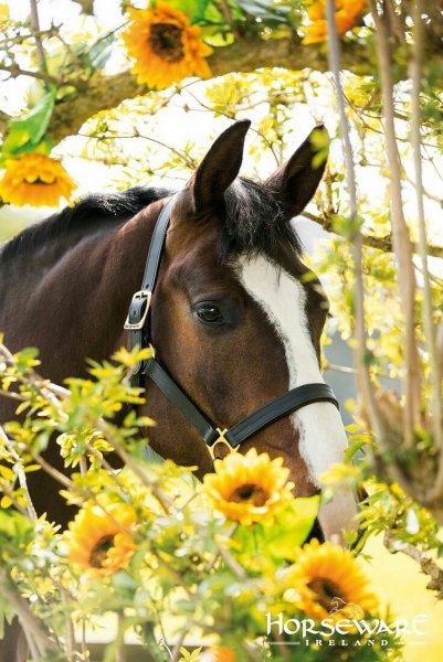 Лошадь на Поляне