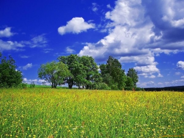 Летний пейзаж