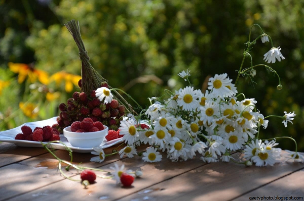 Красивые цветы лето