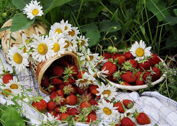 Середина лета