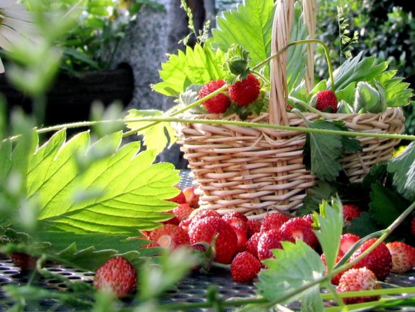 Лето Земляничные Поляны