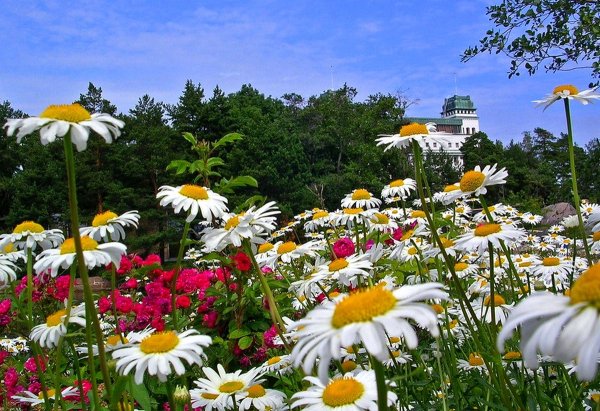 Лето июнь природа