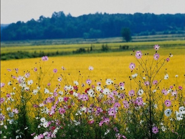 Поля цветов июль