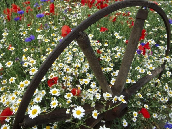 Июньские цветы в саду