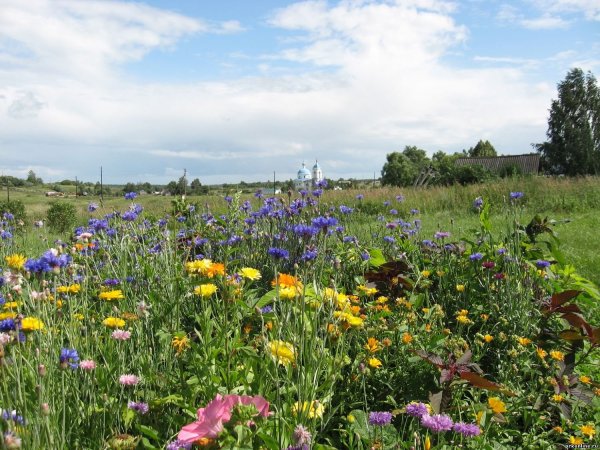 Июль – макушка лета. Природа