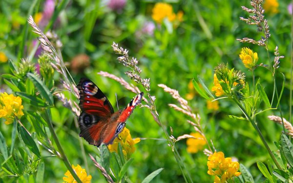 Июль природа