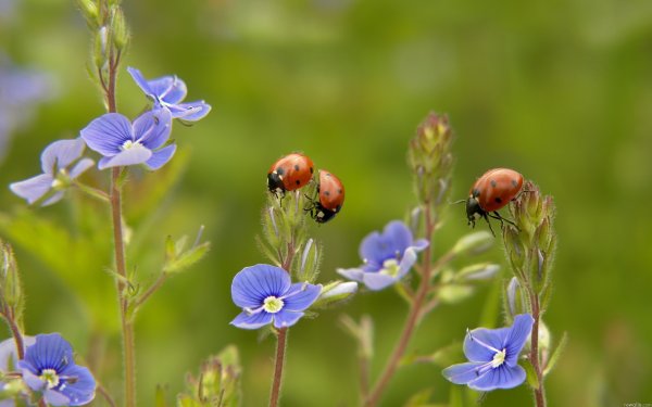 Цветы полевые и луговые