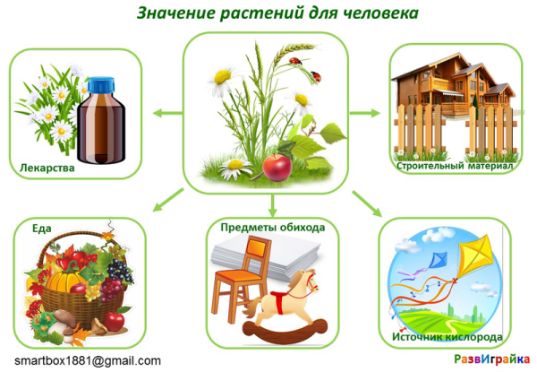 Значение растений для человека