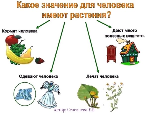 Схема что дают растения животным и человеку окружающий мир 3 класс