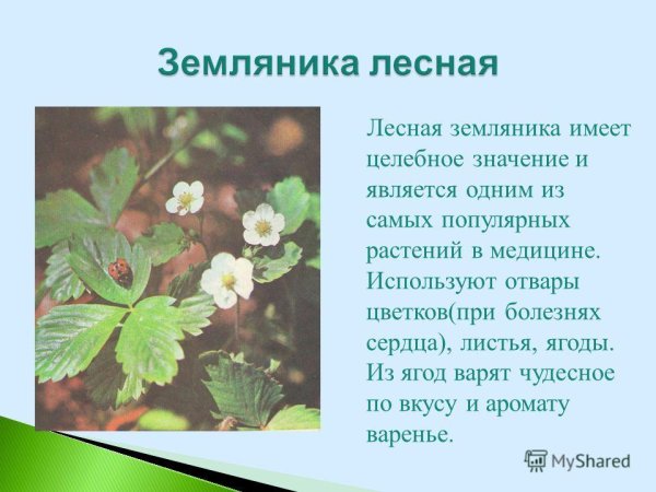 Растения Вологодской области