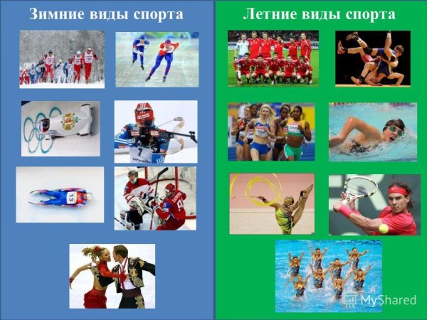 Спорт зимние и летние виды