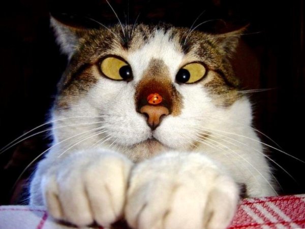 Поздравление с последним днем весны открытки