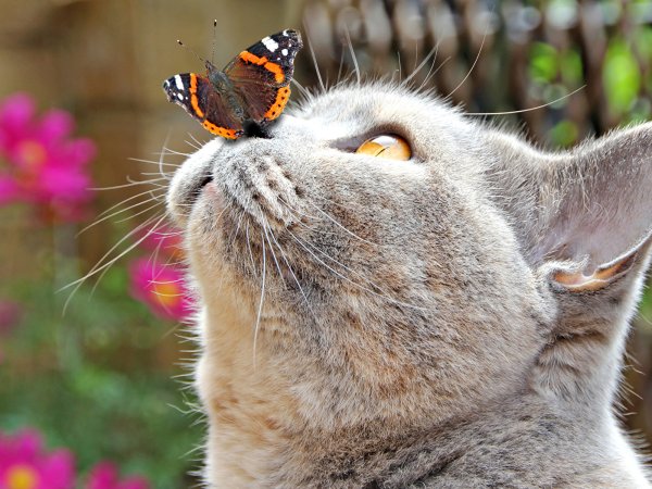 Смешные детские мордашки