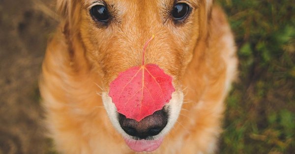 Улыбка ребенка
