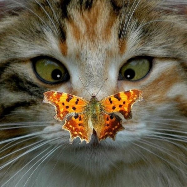 Рыжий кот демотиватор