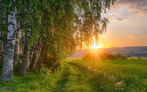 Полевые цветы,люди