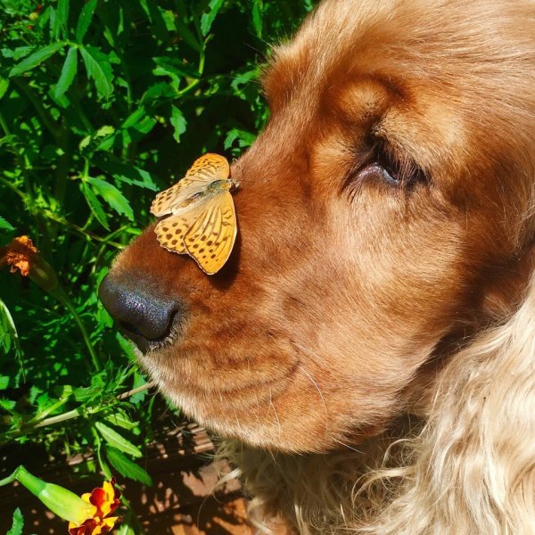 Здоровая собака