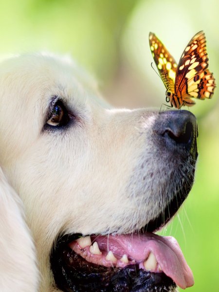 Носик бабочки