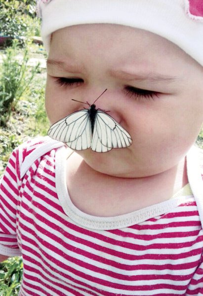 Кошка с бабочками