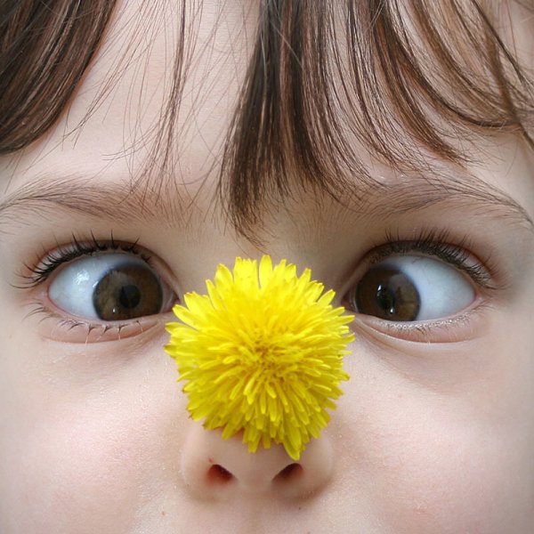 Лиса нюхает цветок