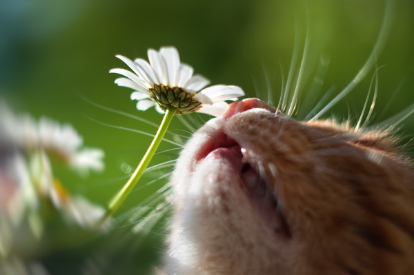 Глаза Голден ретривер