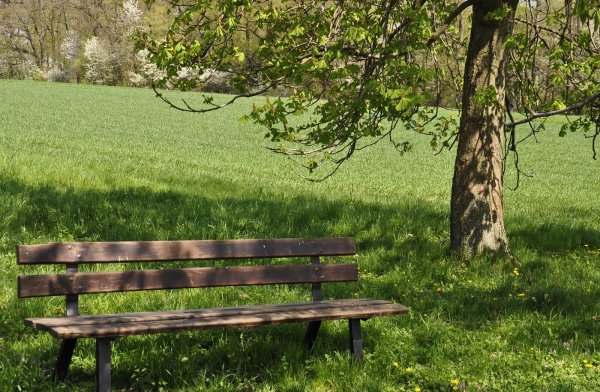 Шишкин скамейка в аллее