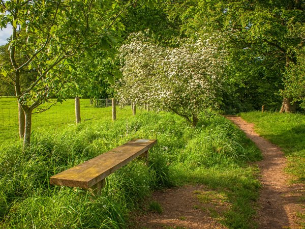 Тропинка в деревенском саду