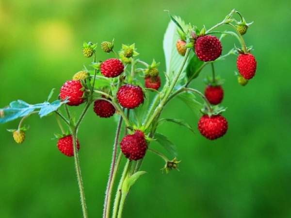 Земляника Лесная