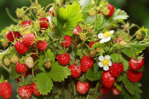 Земляника Полевая и Лесная земляника