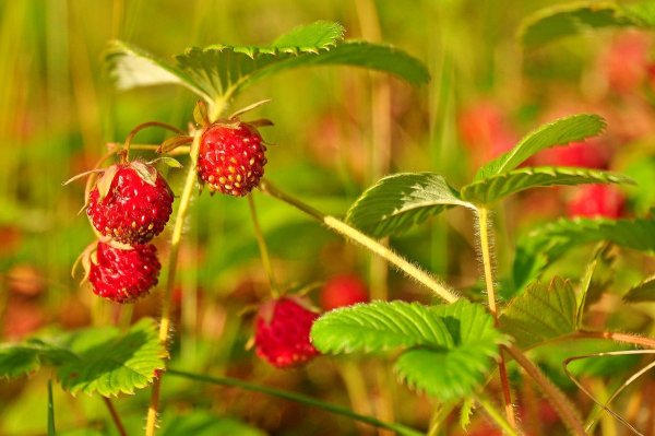 Земляника Полевая и Лесная