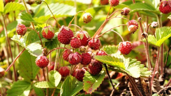 Ракша Земляничная Поляна