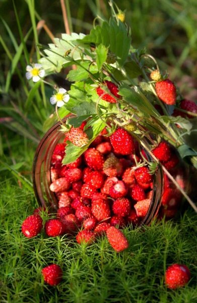 Земляника Дикая Лесная