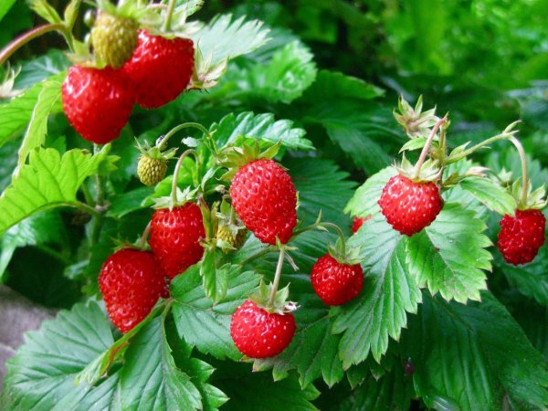 Земляника Лесная Полянка