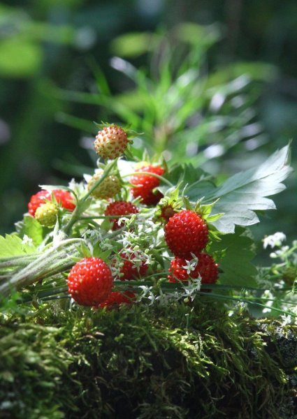 Ягодное ассорти