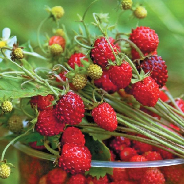 Ракша Земляничная Поляна