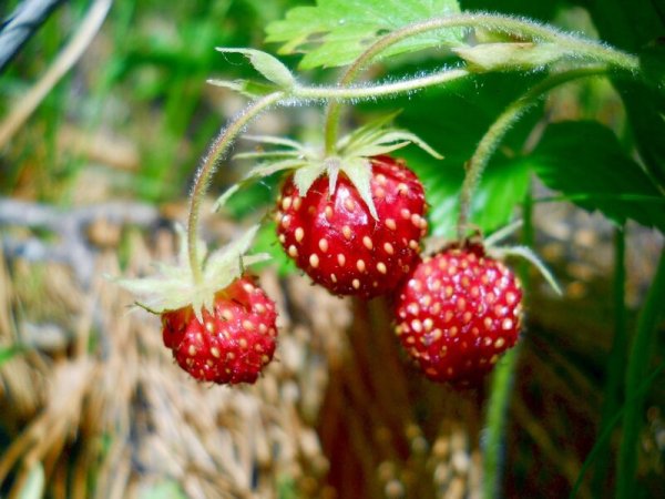 Лесная ягода клубника