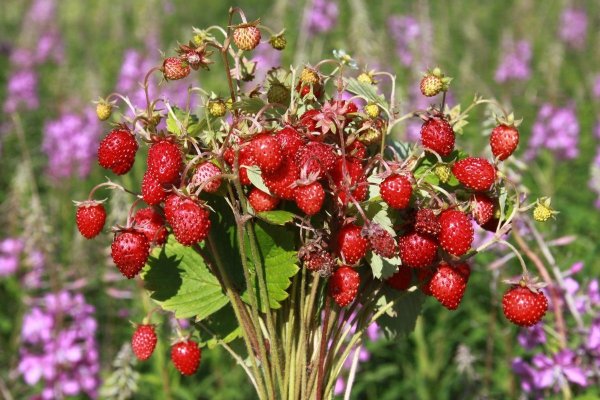 Регина земляника ремонтантная