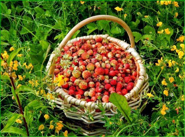 Розоцветные земляника Лесная