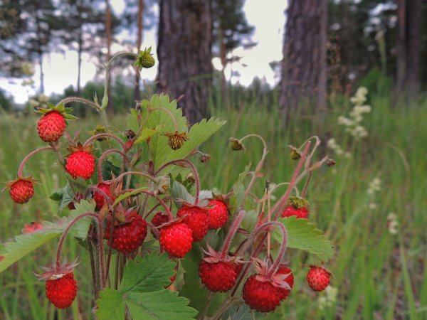 Карточка земляника