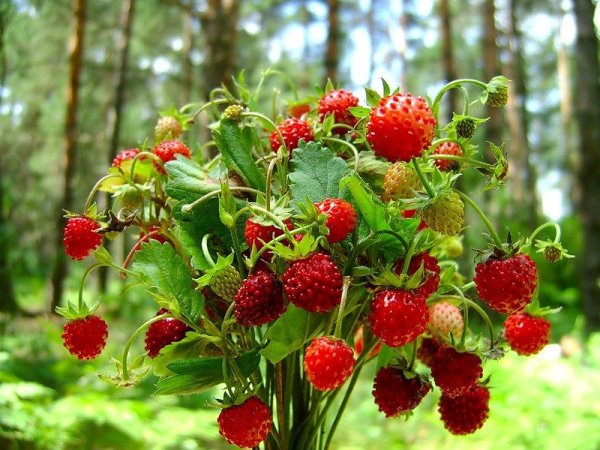 Ягодное лукошко Лесные ягоды